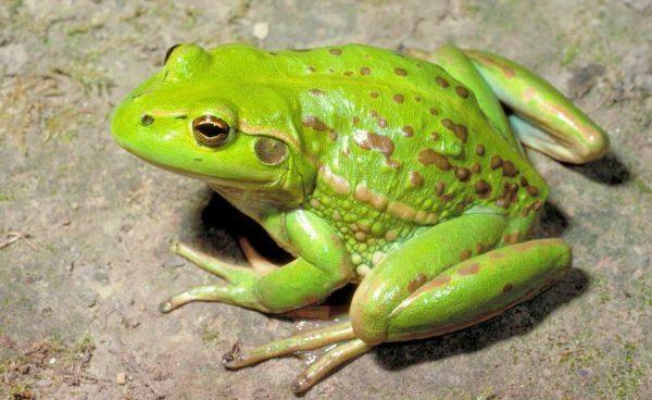 Giải Mã Giấc Mơ Thấy Rắn Hổ Mang Màu Đen