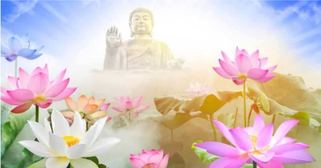 Mơ thấy hoa sen trắng trong ao