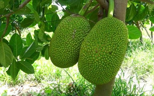 Mơ thấy mua mít chín trong chợ