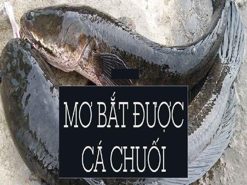 Giải mã giấc mơ bắt cá chuối