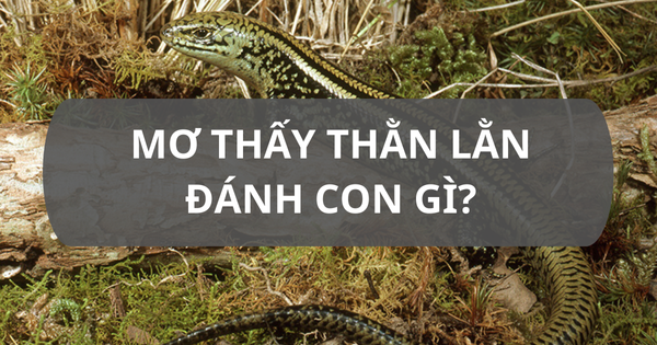 Giải Mã Giấc Mơ Thấy Bắt Tổ Ong