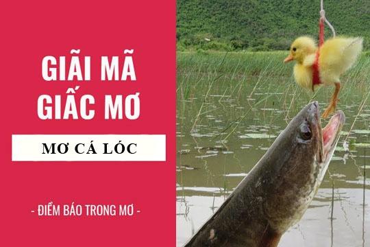 Giải Mã Giấc Mơ Thấy Chó Bị Làm Thịt Và Số Đề Liên Quan