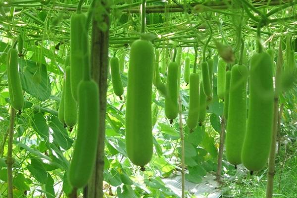 Nằm Mơ Thấy Người Thân Bị Rụng Răng: Điềm Báo Gì?