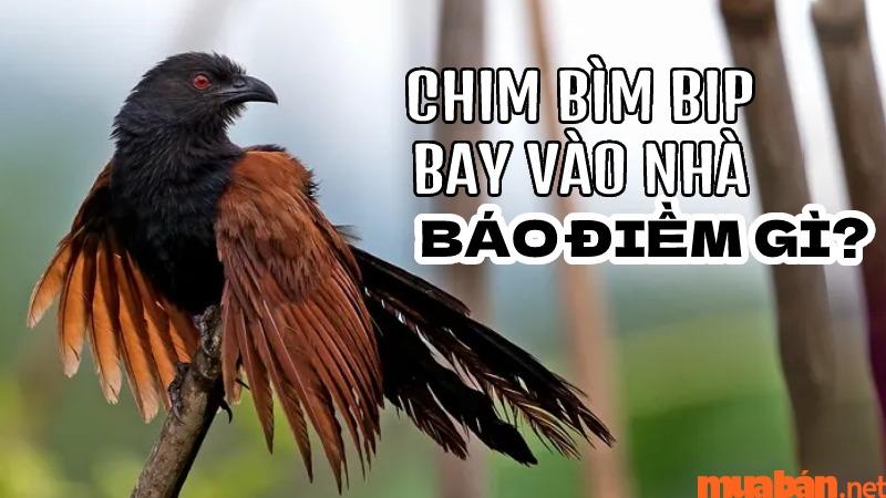 Nằm mơ thấy bìm bịp bay