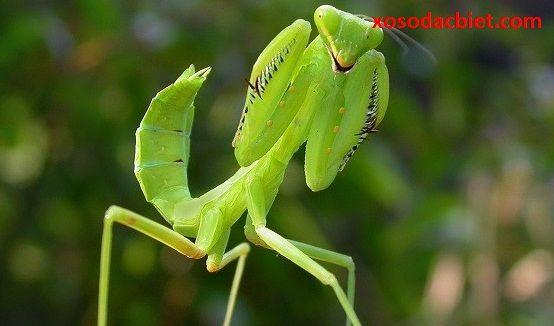 Giải Mã Giấc Mơ Thấy Mình Giết Người Bị Công An Bắt