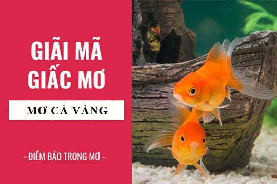 Nằm Mơ Thấy Cá Vàng Hên Hay Xui?