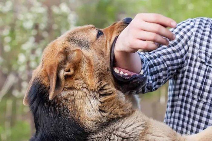 Giải Mã Giấc Mơ Thấy Mèo Cắn Vào Tay