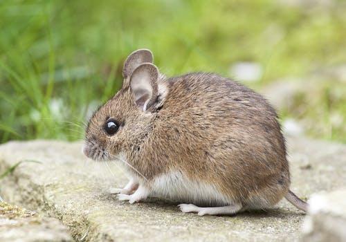 Giải Mã Giấc Mơ Thấy Chuột Trắng Và Con Số May Mắn