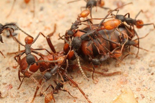 Nằm mơ có thai sinh đôi là điềm gì? Giải mã chi tiết