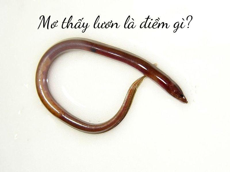 Nằm mơ thấy giết lươn bằng dao