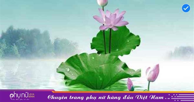 Nằm mơ thấy hoa sen hồng nở rộ