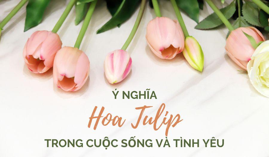 Nằm mơ thấy hoa tulip đỏ