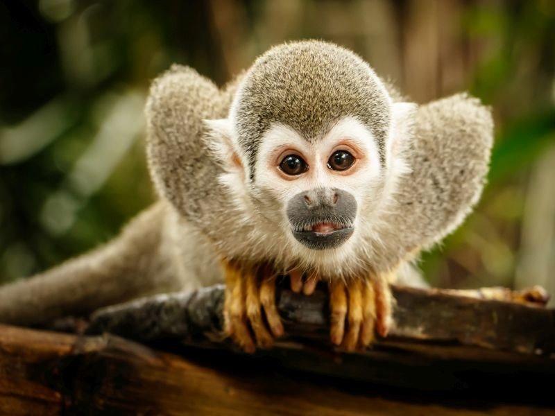 Nằm mơ thấy King Kong cứu người
