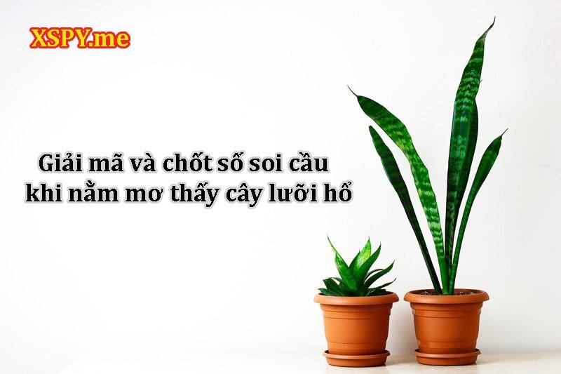Nằm mơ thấy nhiều cây lưỡi hổ