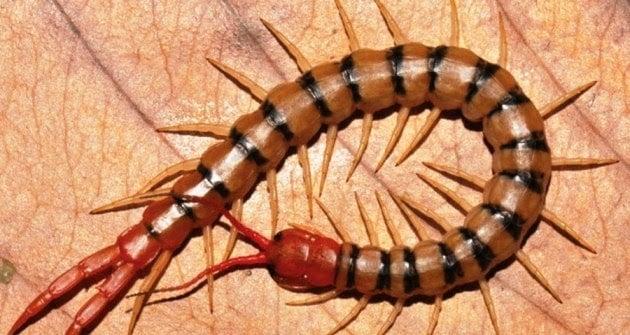 Nằm mơ thấy rết vàng
