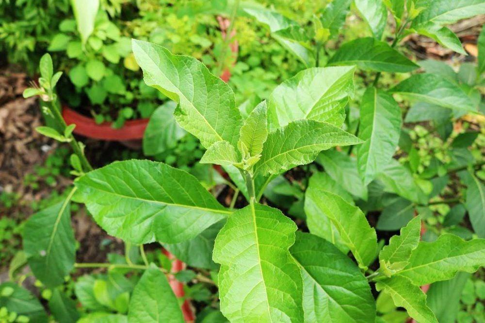 Nằm mơ thấy mình đang loại bỏ gàu