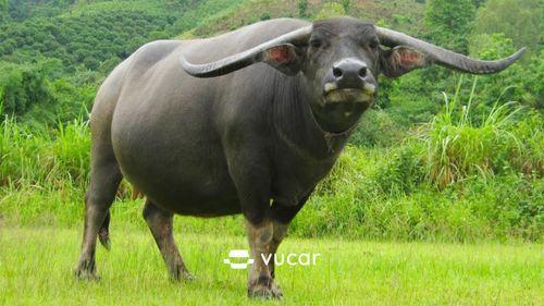 Giải Mã Giấc Mơ Thấy Gà Mái Ấp và Số Đề Liên Quan