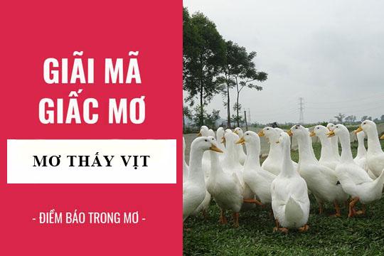 Nằm mơ thấy vịt chết đuối