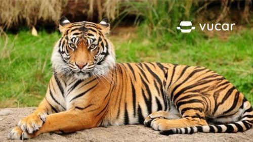 Nằm Mơ Thấy Răng Bị Mẻ: Giải Mã Số Đề Chính Xác
