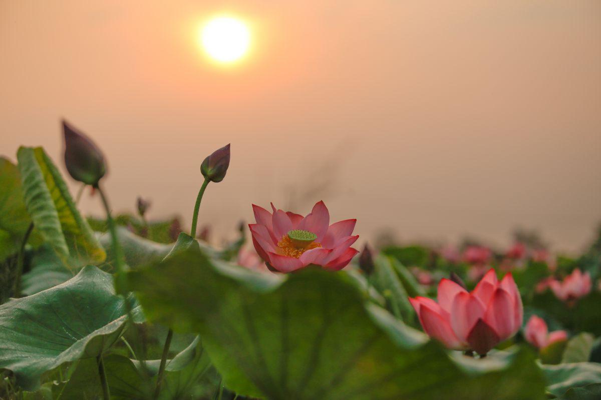 Ngắm hoa sen trắng nở rộ
