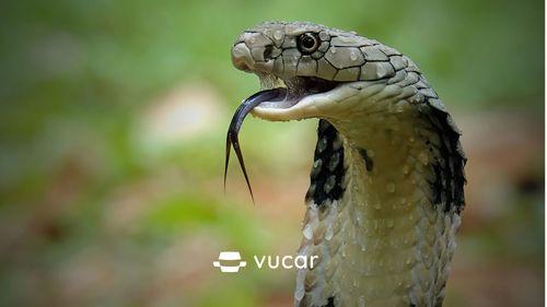 Giải Mã Giấc Mơ Thấy Bò Vàng Rượt Đuổi Và Số Đề Liên Quan