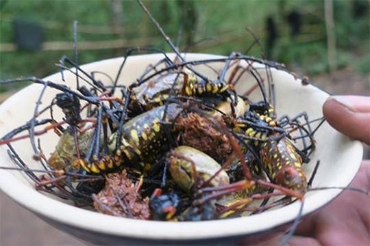 Nhện vàng giăng tơ trong rừng