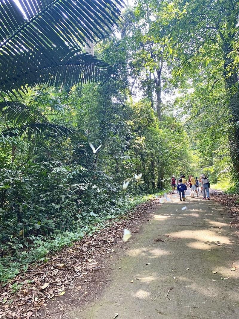 Nhiều bướm bay lượn