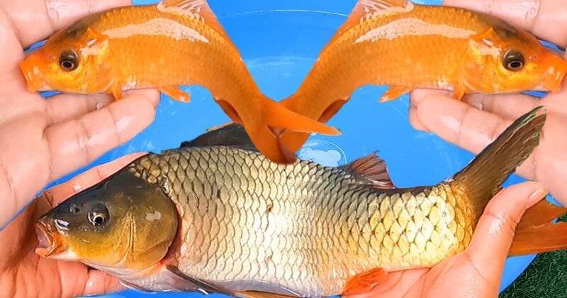 Nằm mơ bắt được cá đánh lô đề con gì?