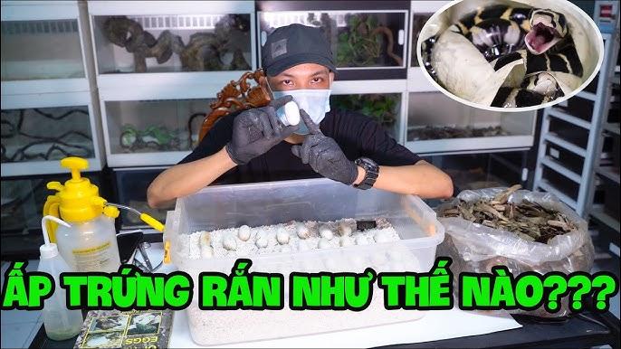 Nằm Mơ Thấy Chó Quan Hệ: Giải Mã Số Đề Chính Xác