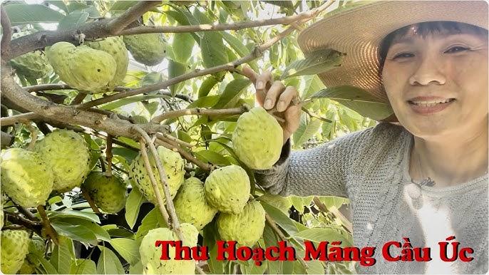 Nông dân thu hoạch cây trái xum xuê