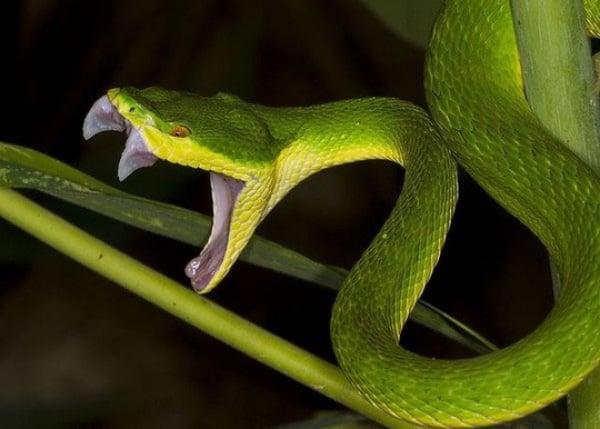 Nằm Mơ Nghe Tin Người Yêu Chết: Điềm Báo Và Con Số Liên Quan