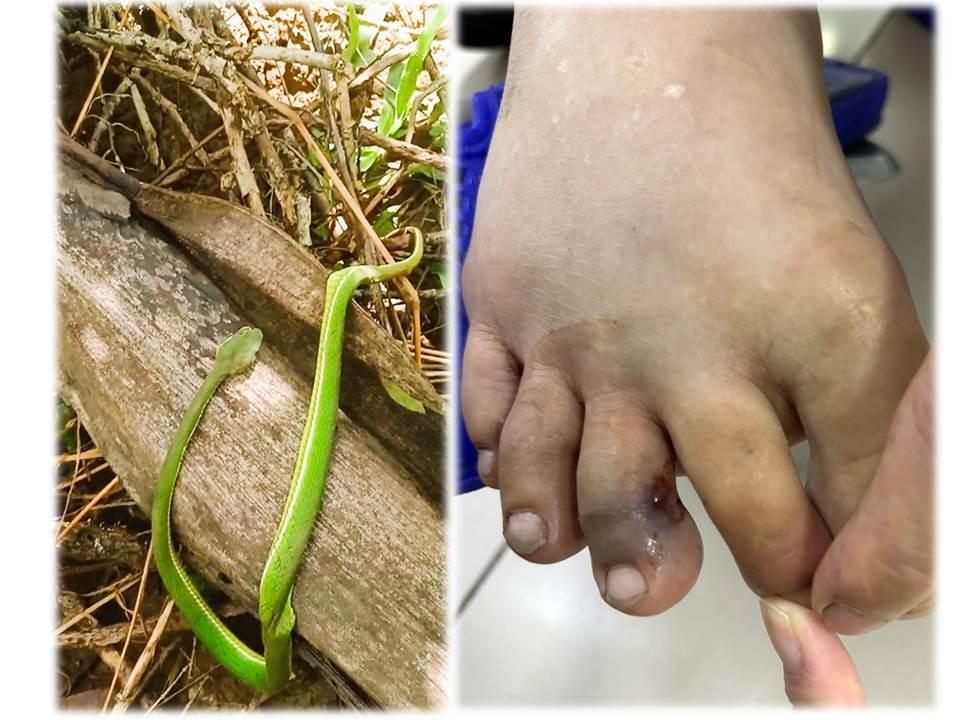 Giải Mã Giấc Mơ Thấy Con De Đánh Con Gì?