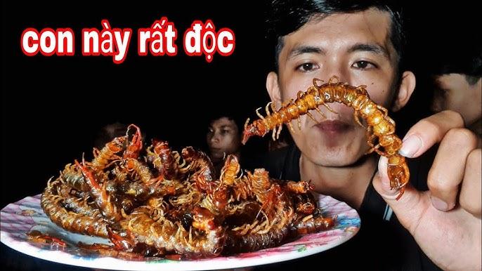 Rết Trắng Trong Rừng