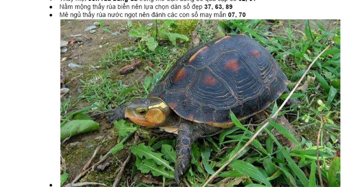 Giải Mã Giấc Mơ Thấy Rùa Đẻ Con và Số Đề Liên Quan