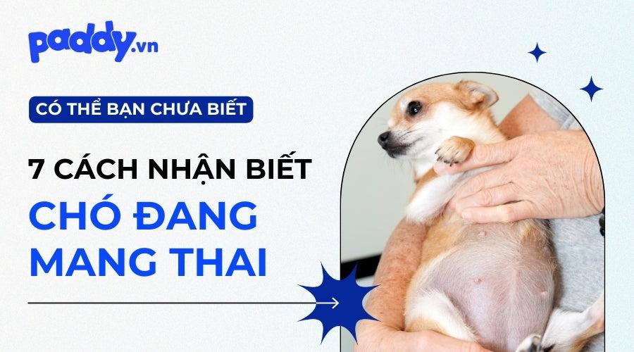 Bà Bầu Nằm Mơ Thấy Trăn: Giải Mã Số Đề Chính Xác