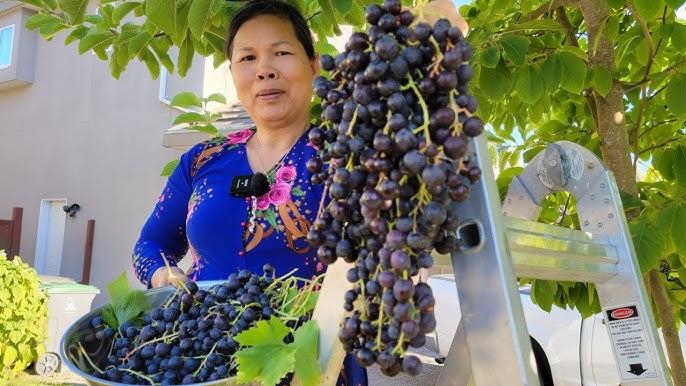 Giải Mã Giấc Mơ Thấy Cây Dừa Và Con Số May Mắn