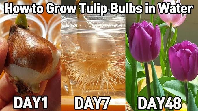 Trồng hoa tulip