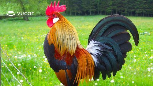 Giải Mã Giấc Mơ Thấy Bị Rượt Đuổi và Số Đề Liên Quan