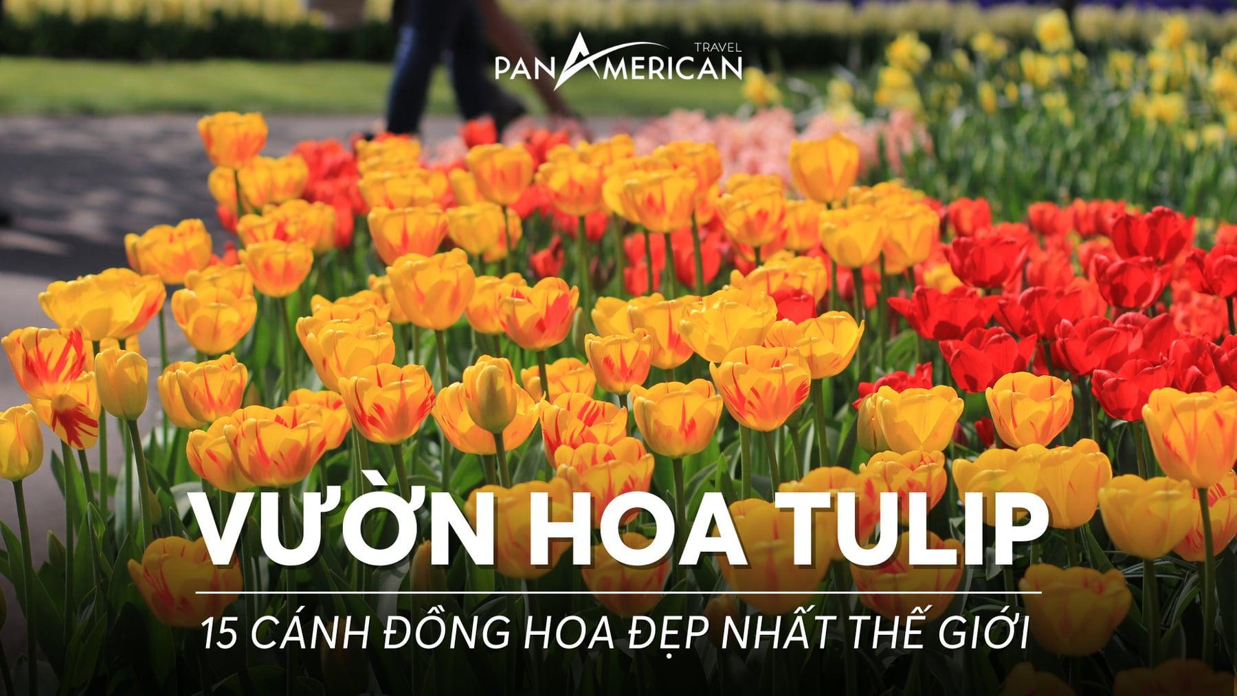 Vườn hoa tulip đa sắc